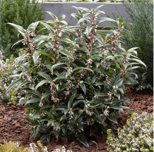 Sarcococca 'Fragrant Valley' 15cm Pot Hardy Evergreen Plant Shrub.