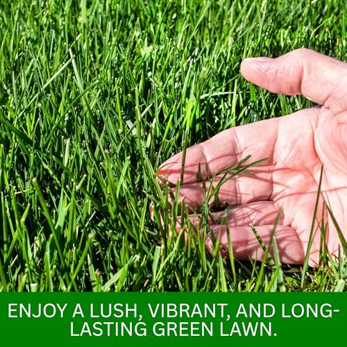 Image of American Bermuda Lawn Grass Seeds for Lawn, Turf, Cricket Ground, Stadium, Park, Farmhouse, Sports Field, Garden Grass, Fast Growing, Gardening Seeds | (Bermuda Lawn Grass Seeds)