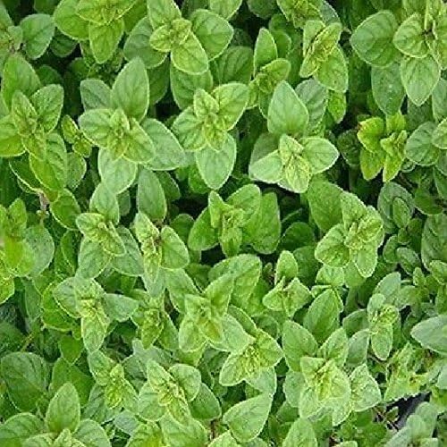 Oregano Italian Herb Seeds (Origanum Vulgare) (400) Patio, Lawn & Garden