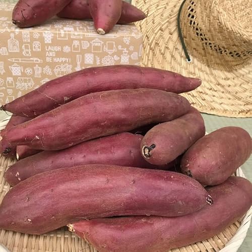 焼き芋好きのためのさつま芋 紅はるか5kg[茨城県共通返礼品・行方市産]