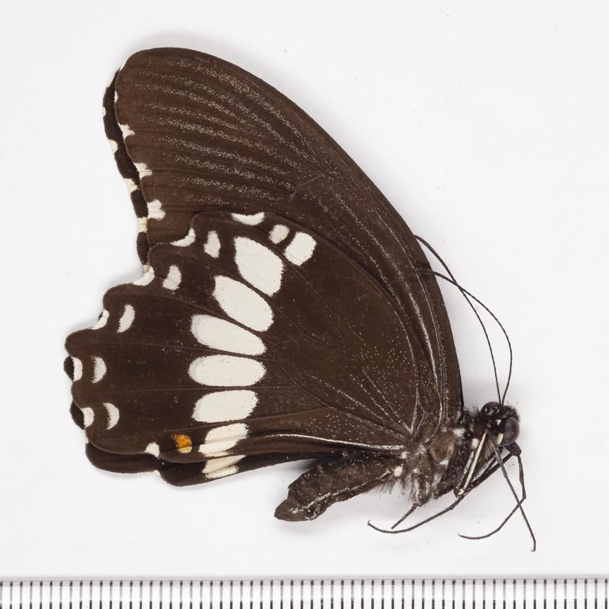 最終値下げ 蝶 標本 003 40×30センチ 厚さ6センチ