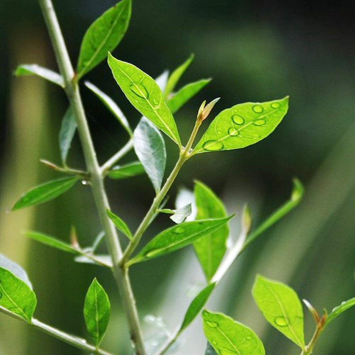See full amazon price history chart for GreenWill Mehendi Seeds/Henna Plant Seeds- (Pack of 200 Seeds) GreenWill Mehendi Seeds/Henna Plant Seeds- (Pack of 200 Seeds) (B08VWBC4NG) Amazon Price History, Amazon Price Tracker