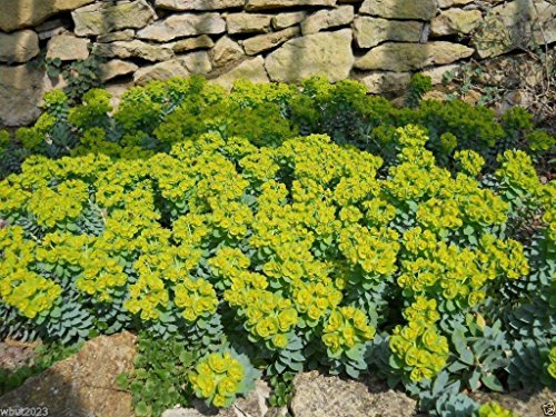 10 Myrtle Spurge -Flower Seeds - Euphorbia Myrsinites,Evergreen Succulent #TOP1