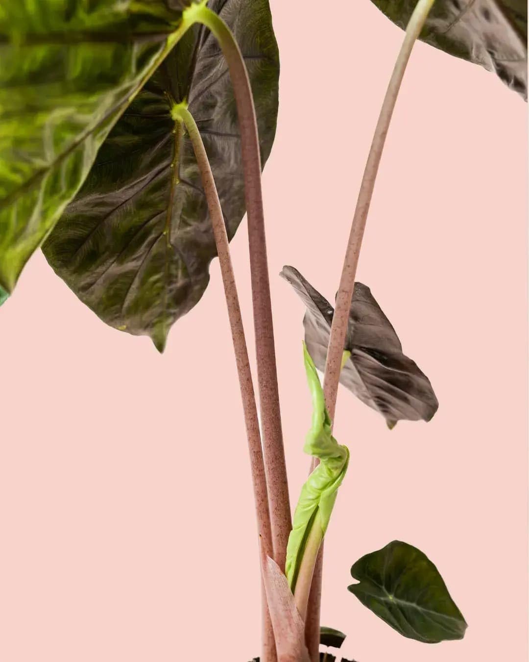 PUR PLANT Alocasia Pink Dragon | Planta Natural Tropical De Interior Resistente | Tallo Rosa y Hojas Verdes Con Nervaduras Plateadas | Elegante, Exótica y Purificadora | Maceta De Ø12 cm