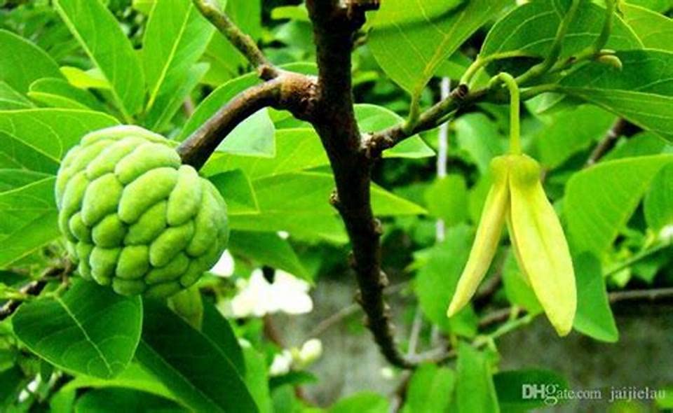Mphmi Live Plant Nursery NCR Custard Apple, Sitafal, Annona squamosa (Grown Through Seeds) - Plant (B0C2PK6H81) Amazon Price History, Amazon Price Tracker
