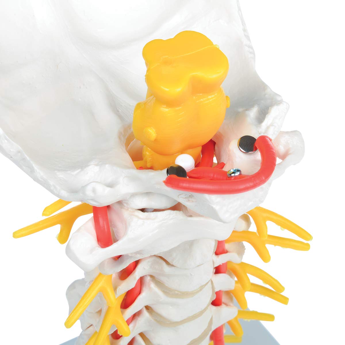 3B Scientific A72 Colonna Vertebrale Cervicale + software gratuito di anatomia - 3B Smart Anatomy
