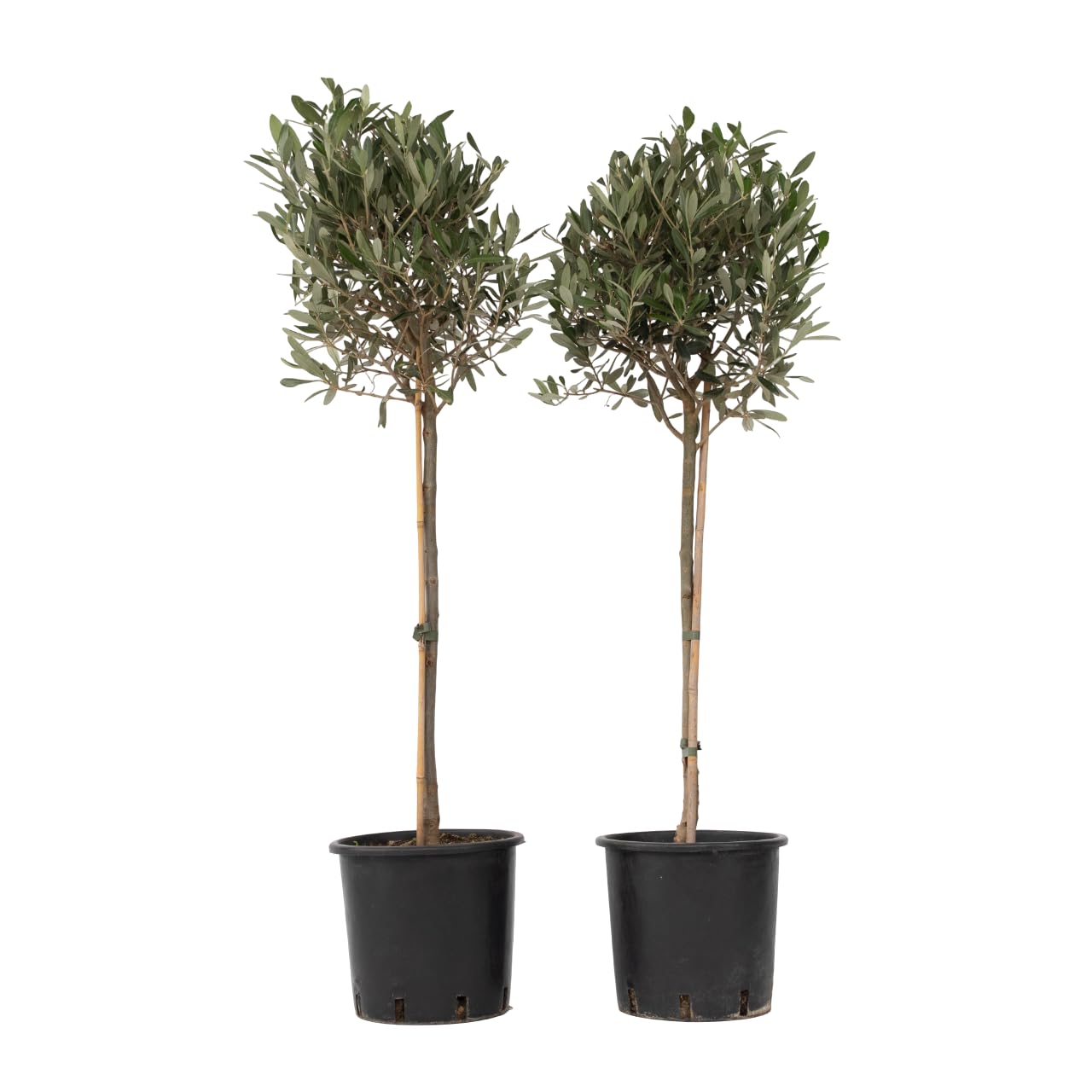 Olea Europaea Oliviers sur tige Set de 2 Pot 21cm Hauteur 90-100cm