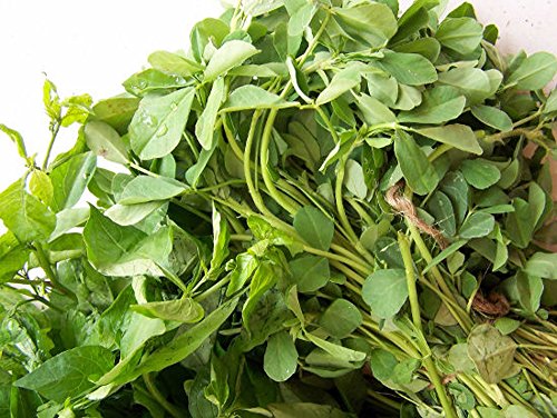 Fenugreek HERB Seeds, Heirloom, 100 Seeds, Healthy and Tasty HERB - Image 3
