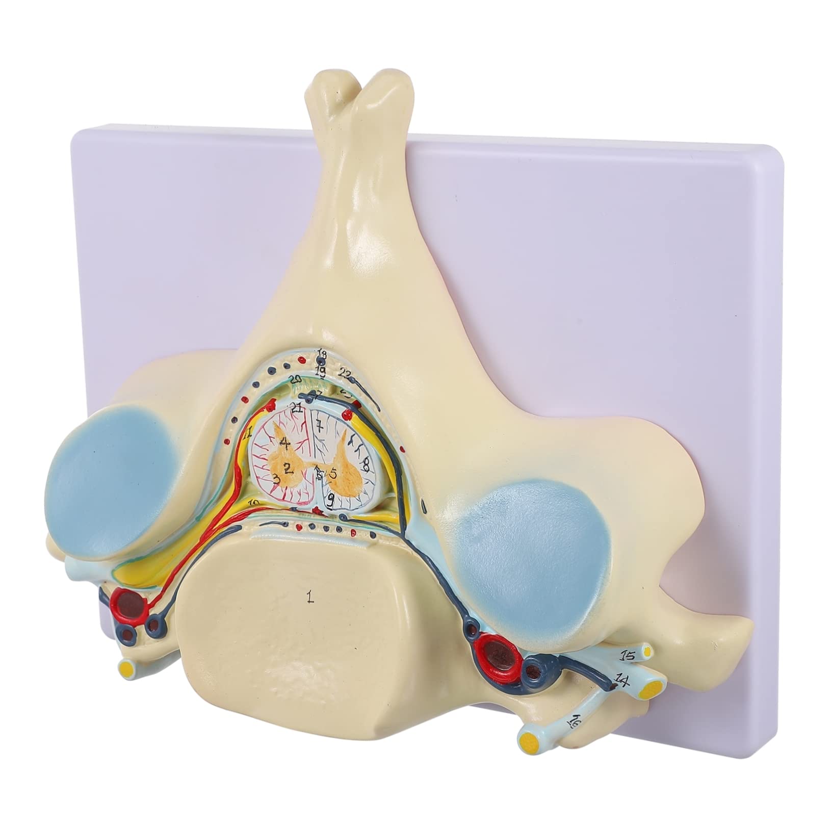 Ciieeo Detailed Cervical Spine Skeleton Fifth Cervical Vertebra Spinal Cord Model Anatomy Study Tool Magnified Illustration