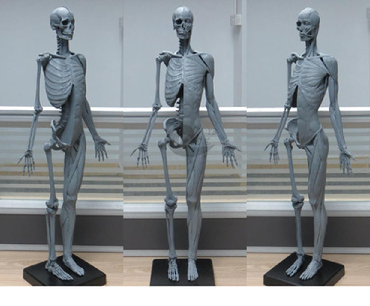 Amazon.com: EHVYBDX Human Body Anatomy Figure Half-Skin Half