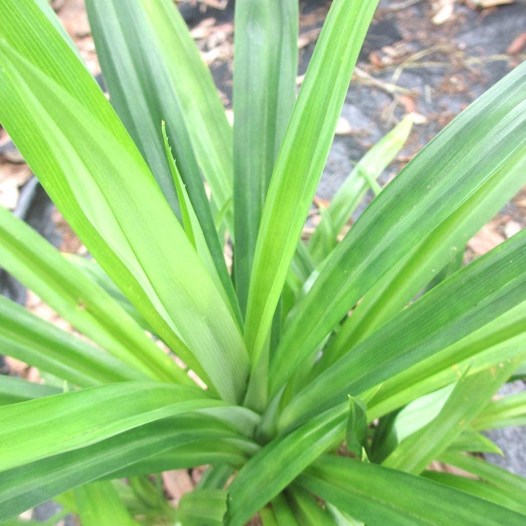 Live Annapurna Plant - Aromatic Biryani Leaf & Basmati Leaf Live Plant - Pandanus Amaryllifolius for Kitchen Garden - Rambha Live Plant-image-20