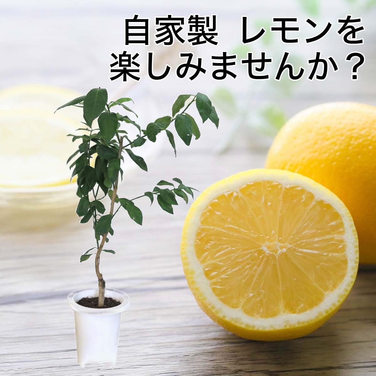 Amazon｜【ブルーミングスケープ】 レモンの木 7号 プラスチック鉢