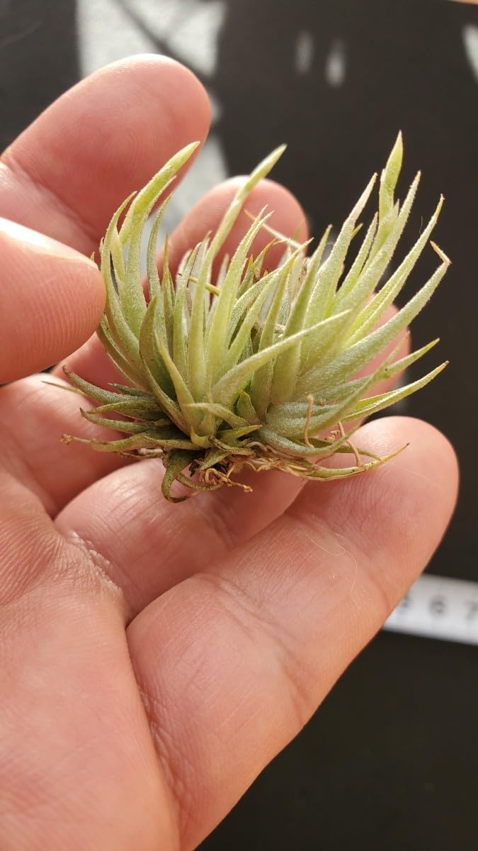 ギリエシークランプ　Tillandsia チランジア ギリエシー Tillandsia gilliesii 憧れのギリエシー