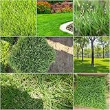 rasensamen kübelpflanzen winterhart mehrjährig hochbeet balkon topfpflanzen winterharte stauden mehrjährig grüne deko büro gartenpflanzen pflanzensamen 8000samen