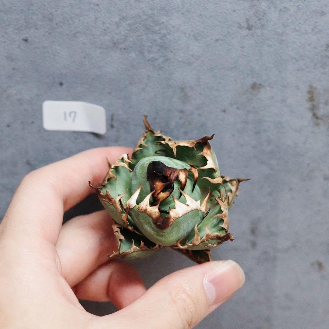 アガベ チタノタ オテロイ 赤猫を ゴリ猫 超コンパクト ボールタイプ 6 アガベ チタノタ オテロイ 赤猫を ゴリ猫 超コンパクト ボールタイプ 6