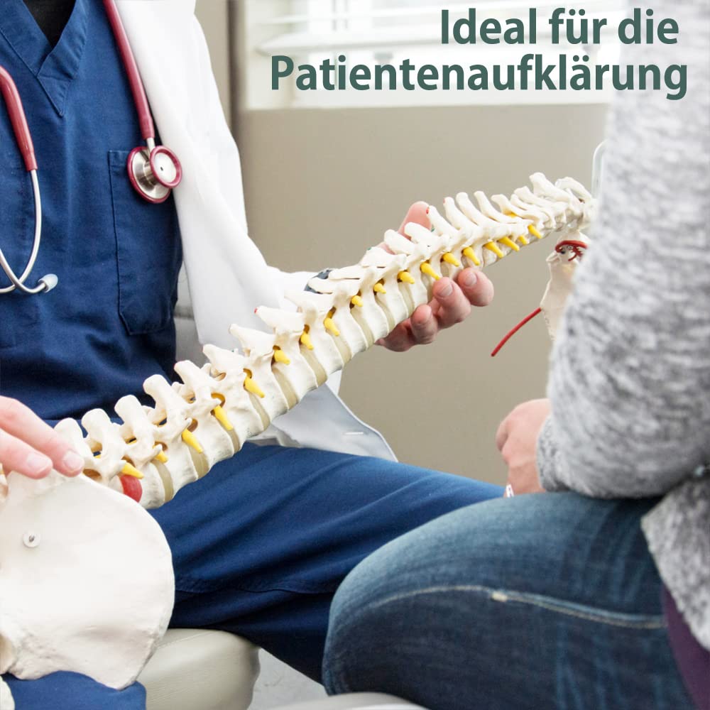 Columna vertebral flexible – Rashi modelo – 75 cm – soporte incluido