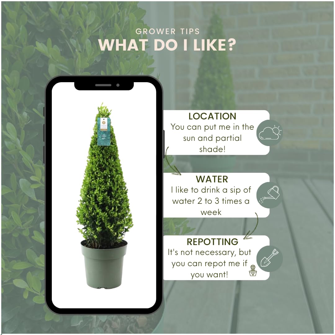 Plants by Frank | Pyramide de houx du Japon | 1 x Ilex crenata ‘Jenny’ | Ø 22 cm, 55 cm | Pièce unique | Alternative au buis | Arbuste persistant | Plantes d’extérieur | Jardin | Automne
