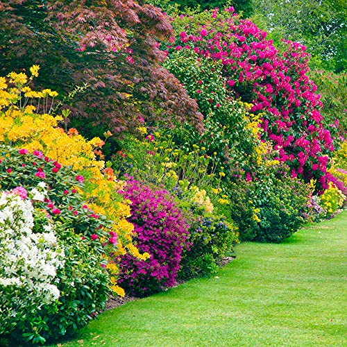 Mélange de 5 plants d'arbustes à fleurs | Jardin rustique en extérieur, Coloré toute l'année – vue 3