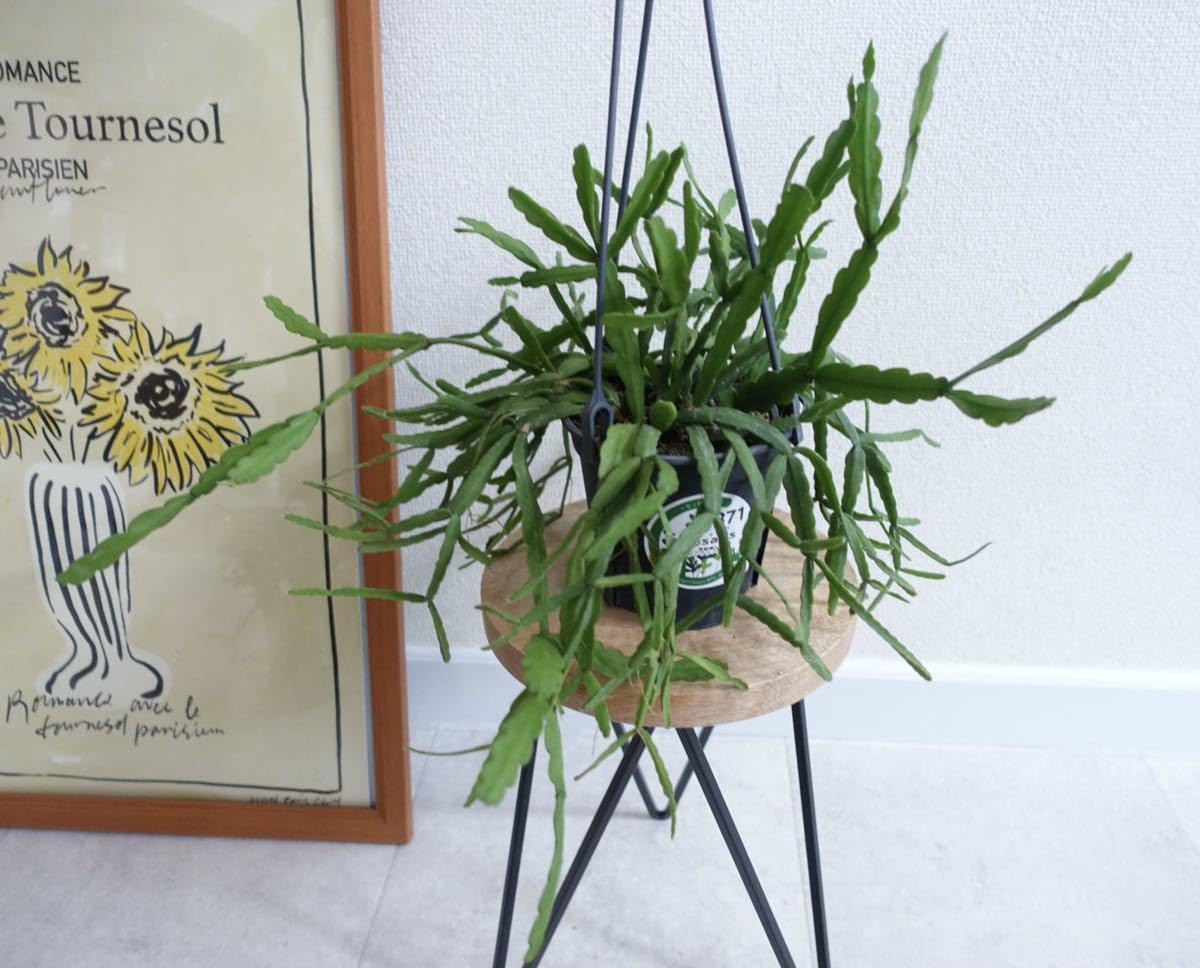 Amazon.co.jp: リプサリス ラウヒホラム 観葉植物 多肉植物 サボテン