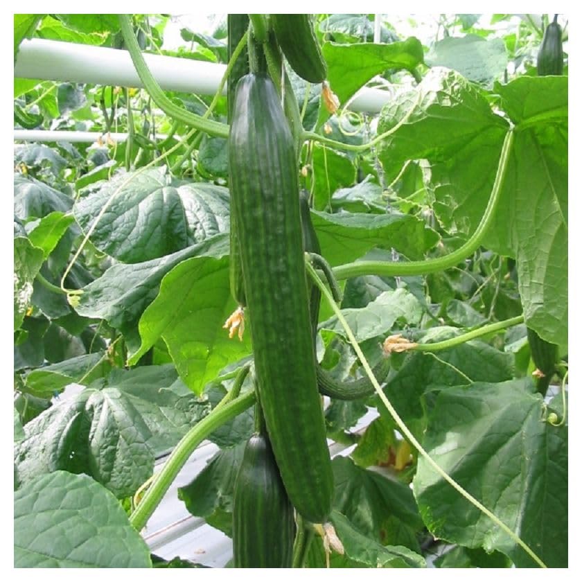 Cucumber 'Femspot' Pack of 3 Garden Ready Plants in 10.5cm Nursery Pots, Grow Your Own Vegetable Plants