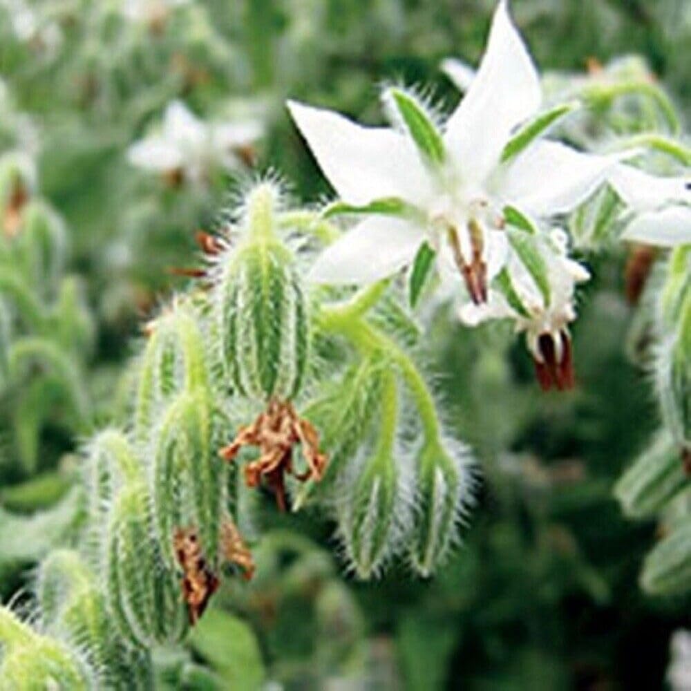 Buy4seeds 150 Seeds Herb Borage White Useful for Garden and Outdoor