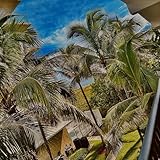 rey mysterio eyes  Ray Mysterio [Explicit]