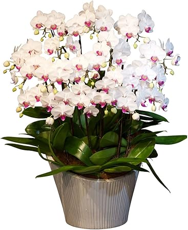 Amazon Co Jp 胡蝶蘭 母の日 ミディ胡蝶蘭 蘭千世界 13号鉢 本立ち 白 胡蝶蘭 ギフト 天祥 胡蝶蘭 ミニ 胡蝶蘭 ミディ 胡蝶蘭 マイクロ 胡蝶蘭 ピンク 父の日 敬老の日 ギフト ホーム キッチン Amazon Co Jp 胡蝶蘭 母の日 ミディ胡蝶蘭 蘭千世界 13号鉢 本立ち 白 胡蝶蘭 ギフト 天祥 胡蝶蘭 ミニ 胡蝶蘭 ミディ 胡蝶蘭 マイクロ 胡蝶蘭 ピンク 父の日 敬老の日 ギフト ホーム キッチン