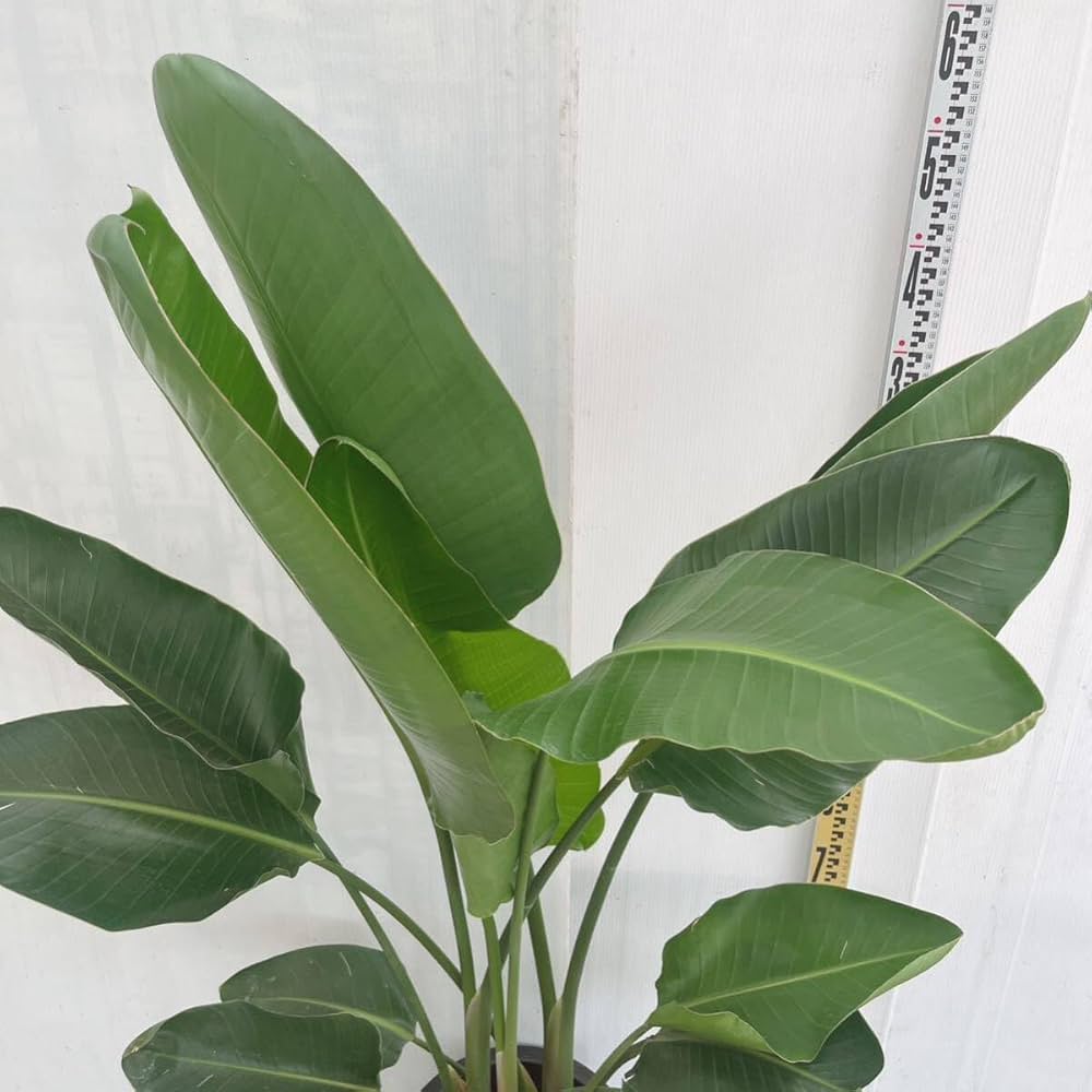 Amazon｜観葉植物 ストレリチア オーガスタ 10号 大型大株