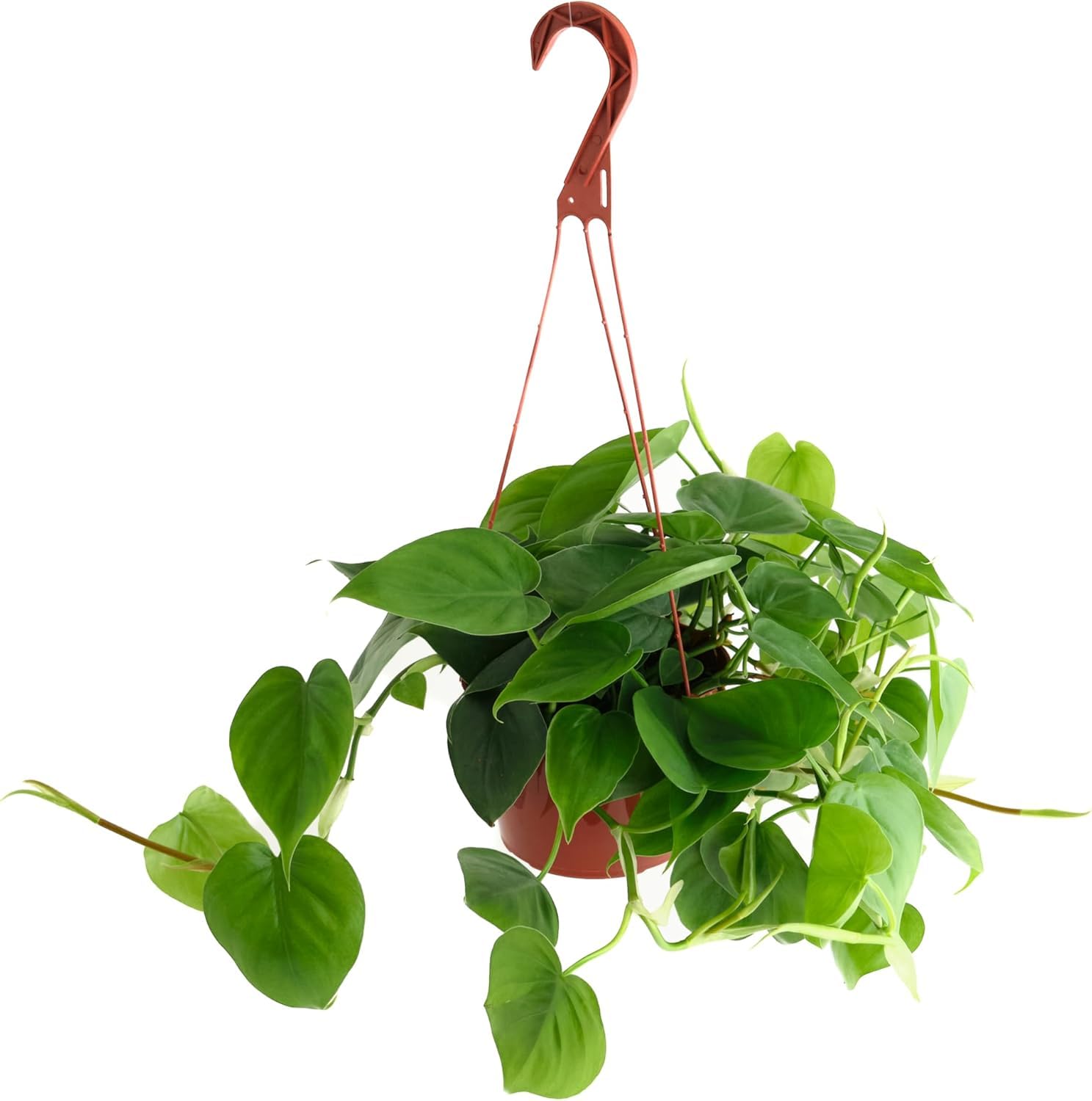 Shop Succulents Philodendron Cordatum