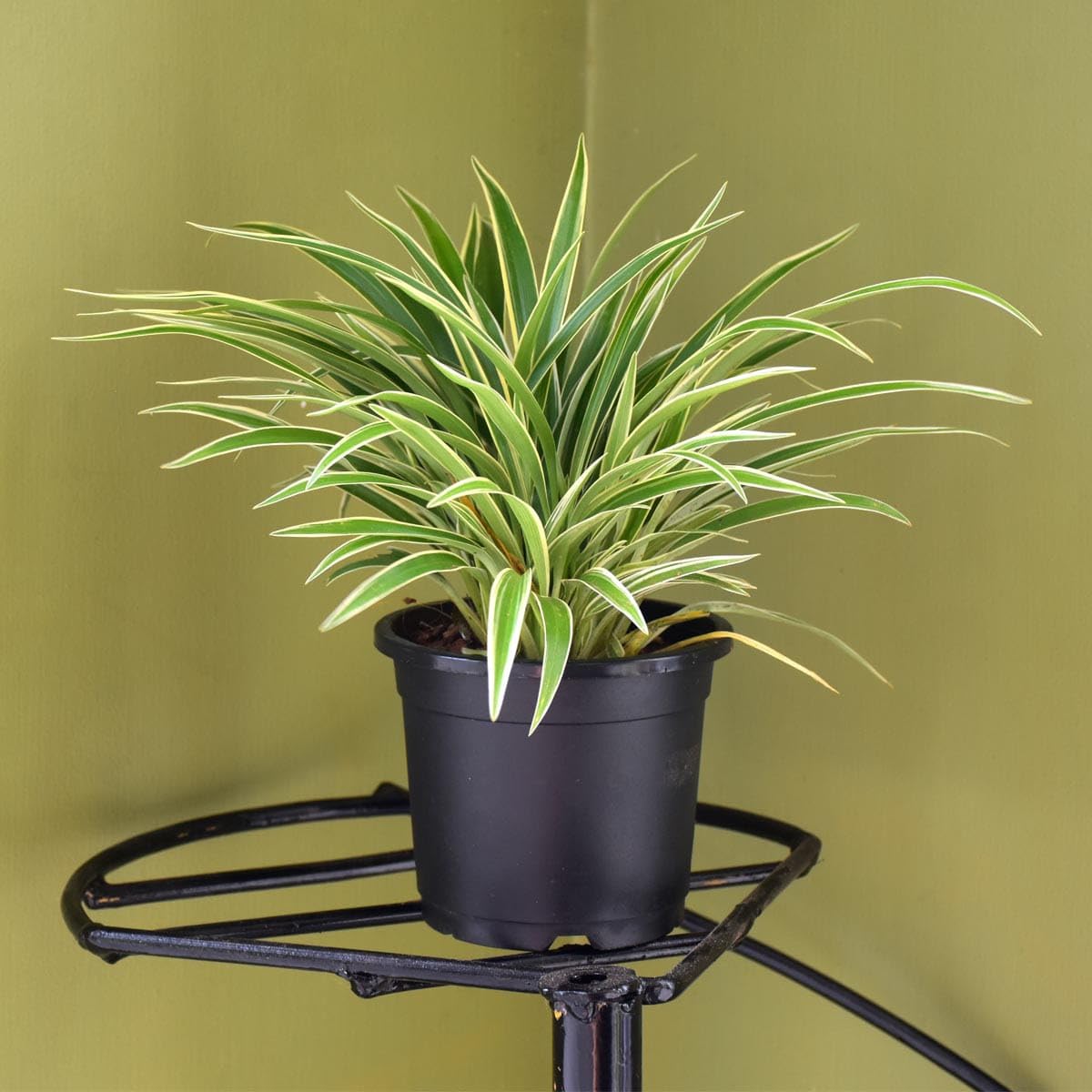 GOOD HOMES Spider Plant (Chlorophytum comosum) – Live Air-Purifying Indoor Houseplant | Easy-Care, Fast-Growing Plant for Home, Office, Gifting & Hanging Baskets (PACK OF 1 POTTED PLANT)-image-45