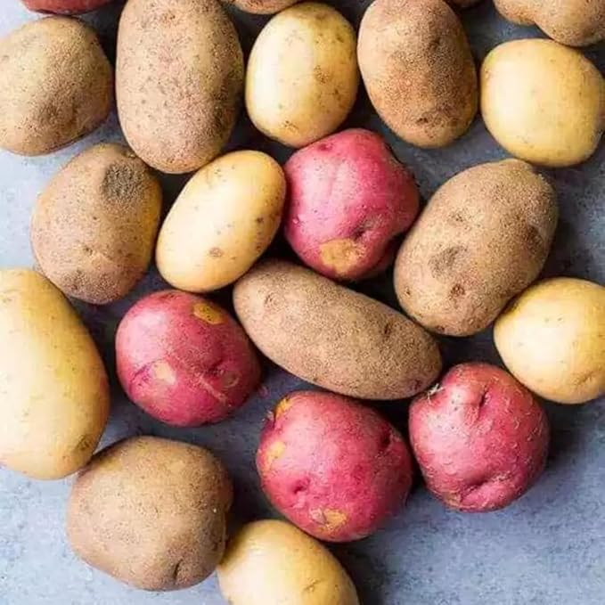 2 Pound Red Yukon Gold Russet Potato Seeds for Planting