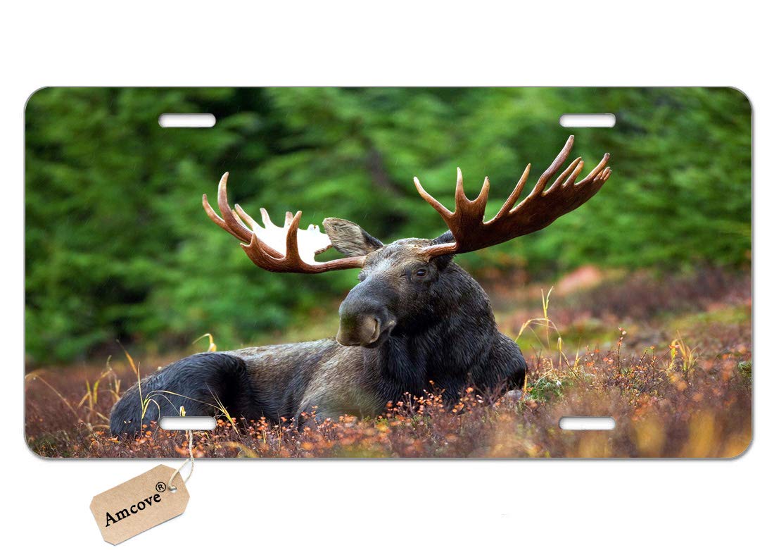 AmcoveLicense Plate Wild Animal Moose Antler Horn in Forest Floral Field Trees Aluminum Metal License Plate Car Tag Novelty Home Decoration for Women Girls Men Boys,6 X 12 Inch