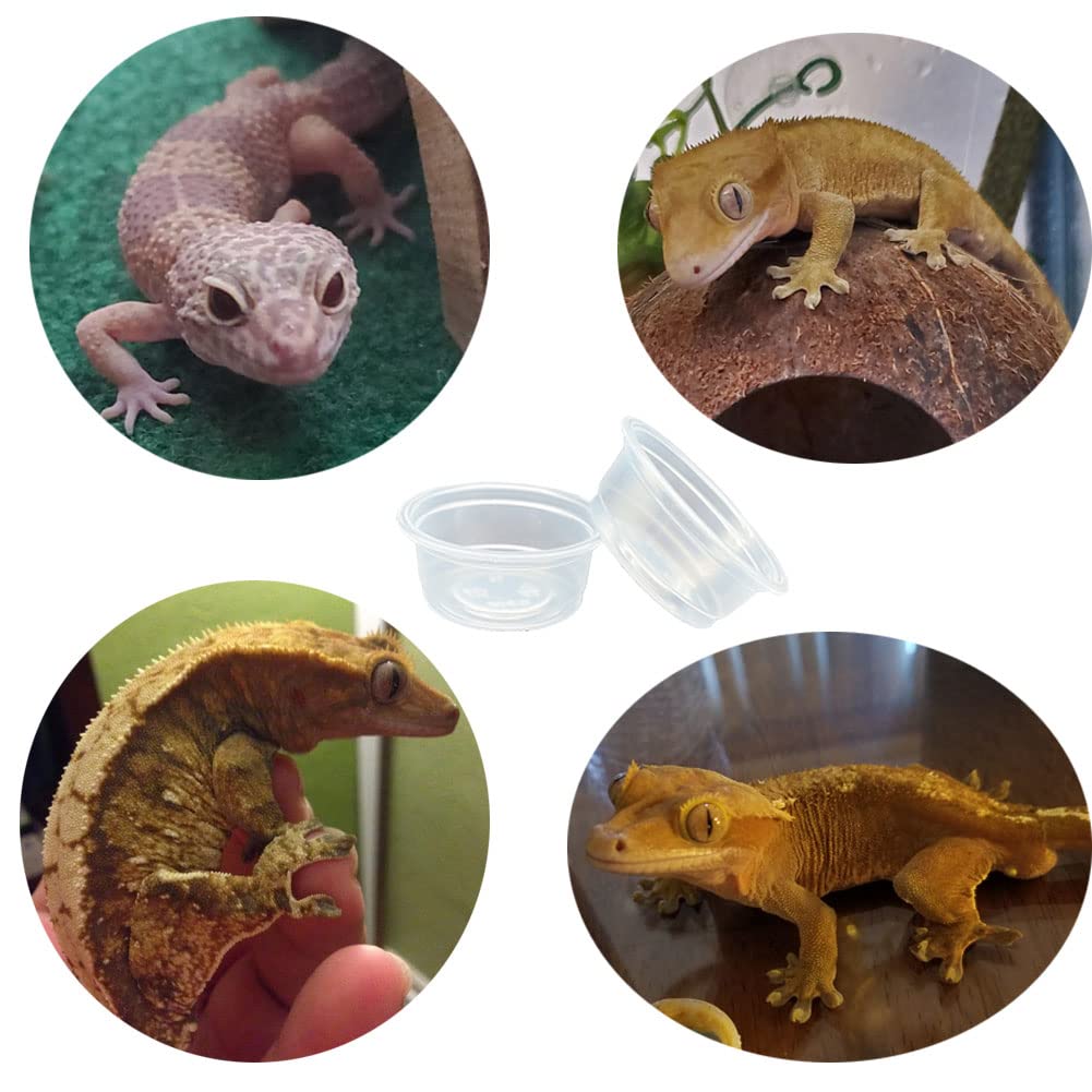 Kleine Gecko-Futter- und Wasserbecher, Kunststoff, Reptilien-Futternäpfe, Zubehör für Gecko, Eidechsen, kleine Haustiere, 14 ml, 100 Stück