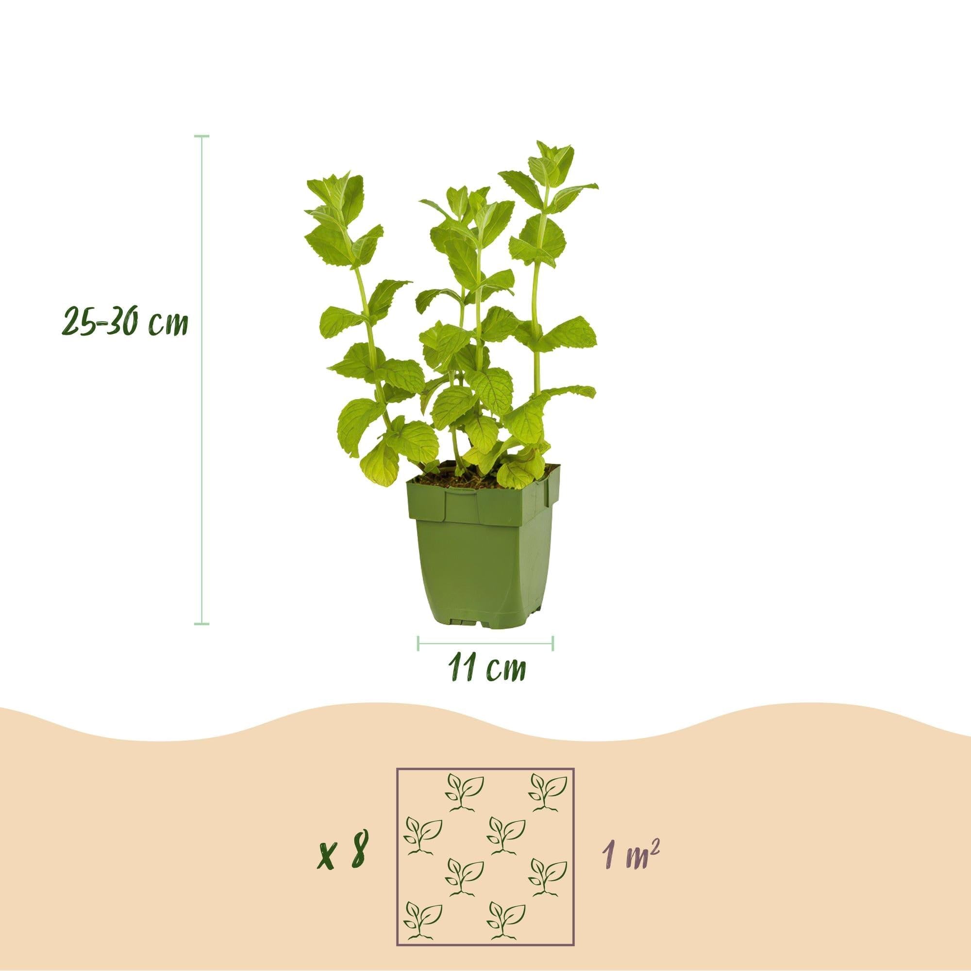 Juego de hierbas aromáticas de té – 8 plantas aromáticas para aproximadamente 1 m² – Para té de hierbas frescas de tu propio jardín – Paquete de hierbas de fácil cuidado – Ø 11 cm