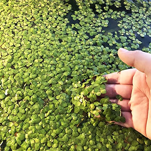 AchidistviQ 100 Pièces Aquarium Fish Tank Herbe Plantes Graines, Lenticule Facile à Planter Feuille Tapis Eau Herbe Plantes Flottantes Des graines