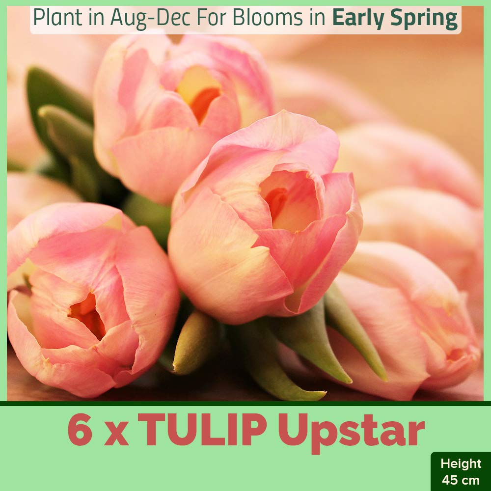 8 x Tulip Upstar – Luscious Pastel Coloured Blooms – Spring Flowering Bulbs - for a Beautiful Landscape Garden
