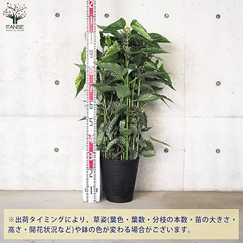 その他観葉植物 djsb.1418 djsb.1418様 確認ページ 観葉植物