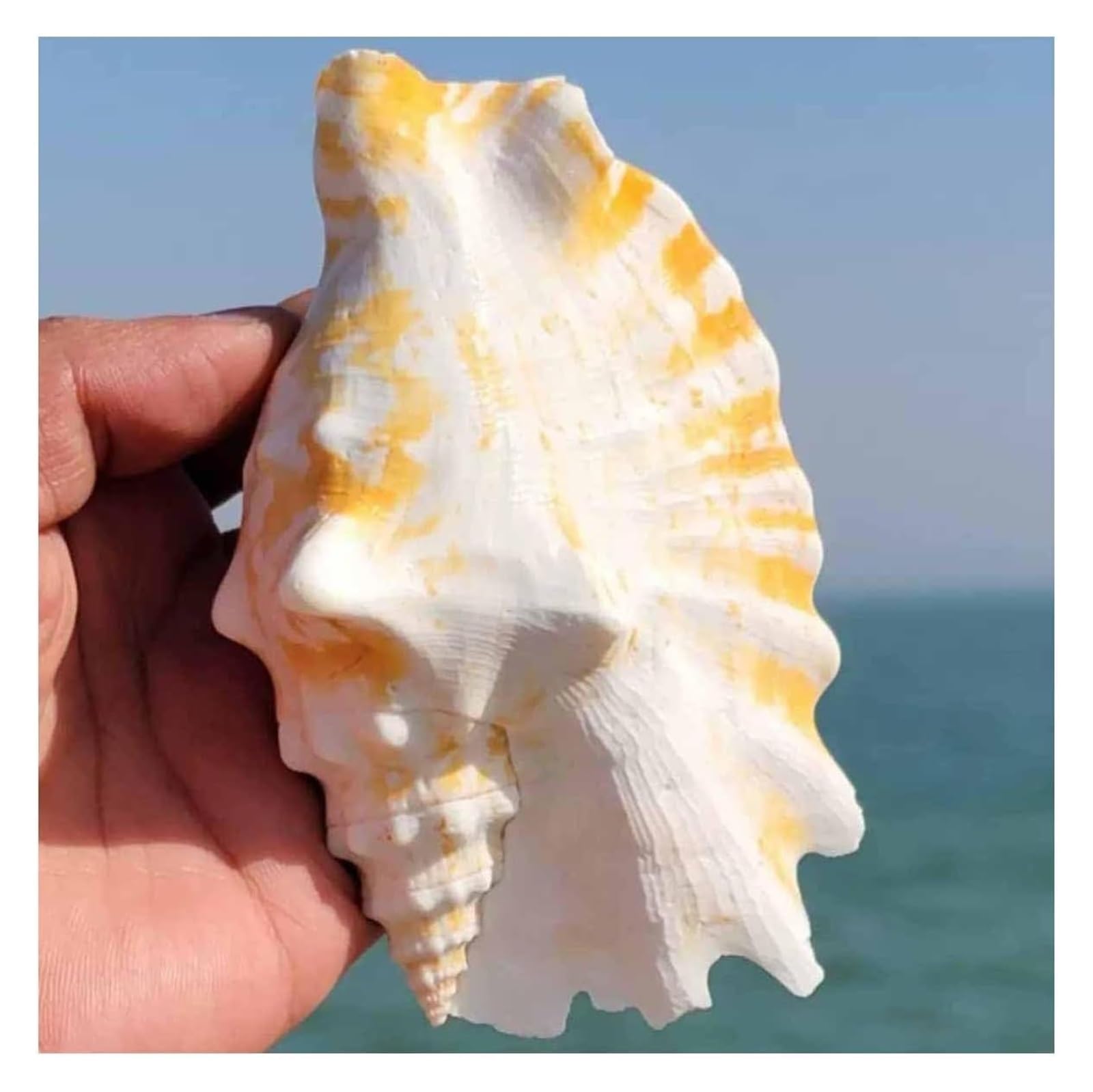 YKMYXZ shells， Conch Purple Mouth Swallow Snail(7~9cm)