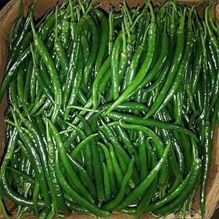 Chinese Sichuan Long Thin Pepper - Super Sichuan Hot Pepper - 10 Seeds - Non-GMO Canada Vegetable Seeds