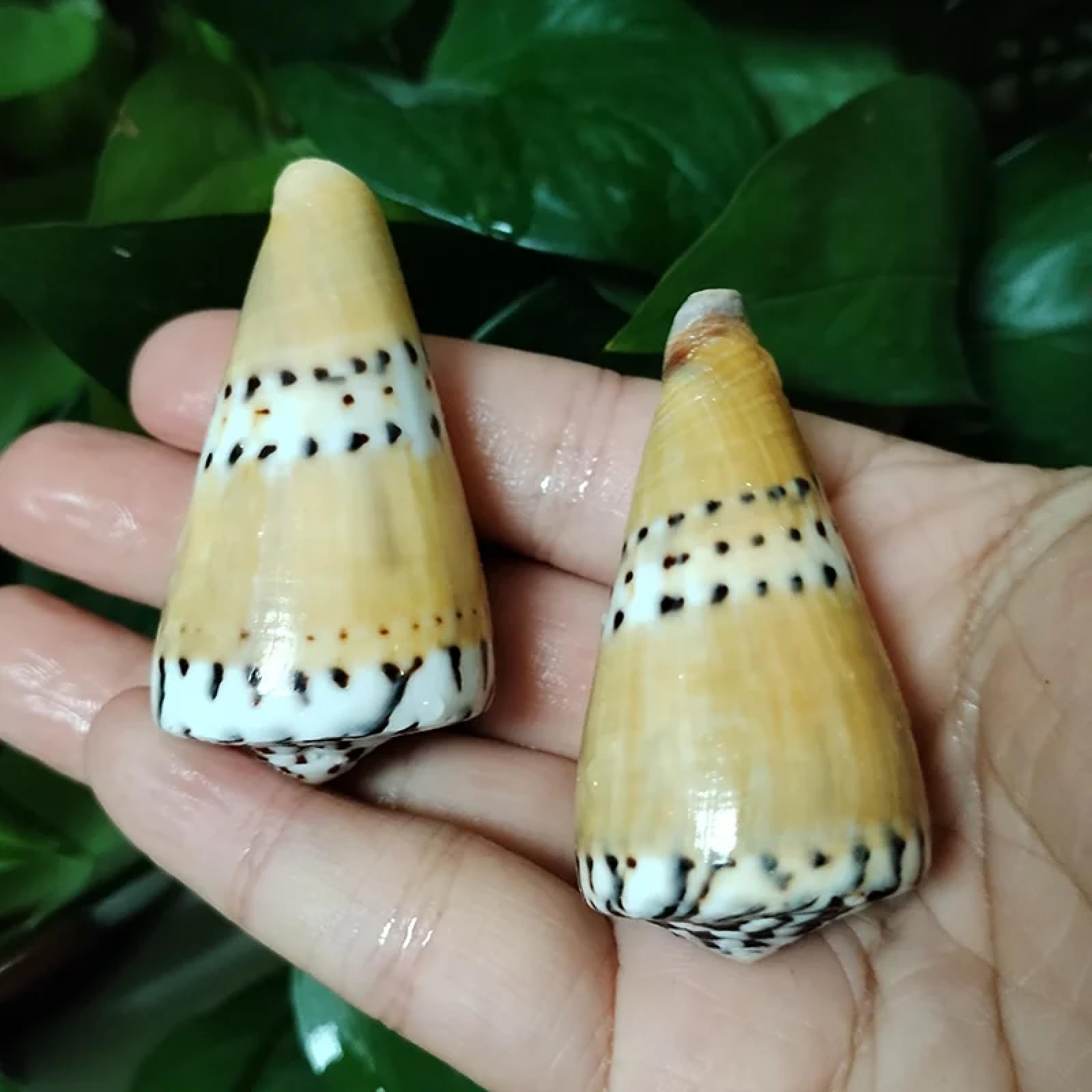 Conchiglie marine riempitive, 2 pezzi 5-7 cm naturale capitano cono conchiglia cono cono conchiglia marrone conchiglia mare conchiglia acquario paesaggio campione raccolta vaso riempitivo