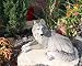 Ebros Direwolf Ghost Resting Alpha Gray Lone Wolf Large Statue 15.75"Long As Wolf Timberwolf Themed Decorative Indoor And Patio Figurine