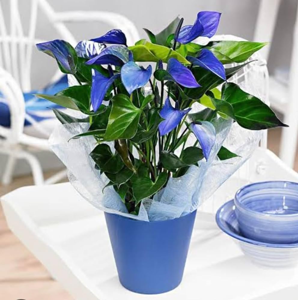 Chitra Garden Blue Anthurium Live Plant Good Luck Air Purifier Indoor Live Plant Pack of 1 for Home Garden (Without Pot) (B0D8ZWB7TF) Amazon Price History, Amazon Price Tracker