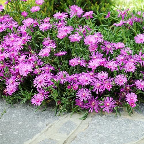 Bloomique - 3er Set - Delosperma Cooperi Tafelberg - Eisblume - Gartenpflanzen - Winterhart - Höhe 10-20cm - Topf 9x9cm