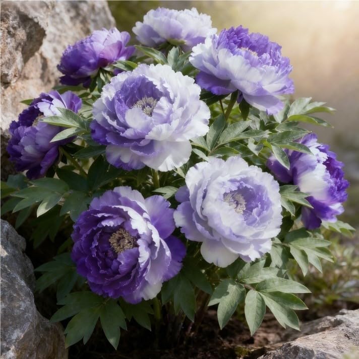 Magnificent Peony Bulbs in Bulk UK: Hardy Perennial Splendor for Breathtaking Garden Displays, Potted Plants-2 Rhizome-J