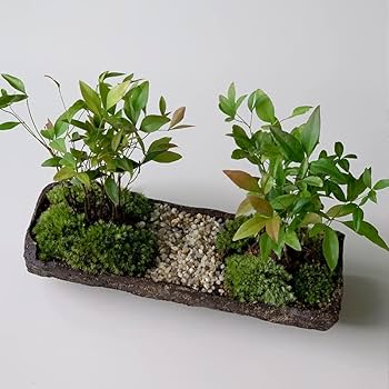 小型盆栽 緑色の葉 小型盆栽 緑色の葉 【公式通販】