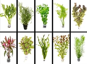 Live Freshwater Aquarium Plants - 5 Assorted Bundle Rooted for Fish Tanks - (Grower's Choice) Beginner Friendly - 2 Day Shipping