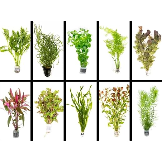 Live Freshwater Aquarium Plants - 5 Assorted Bundle Rooted for Fish Tanks - (Grower's Choice) Beginner Friendly