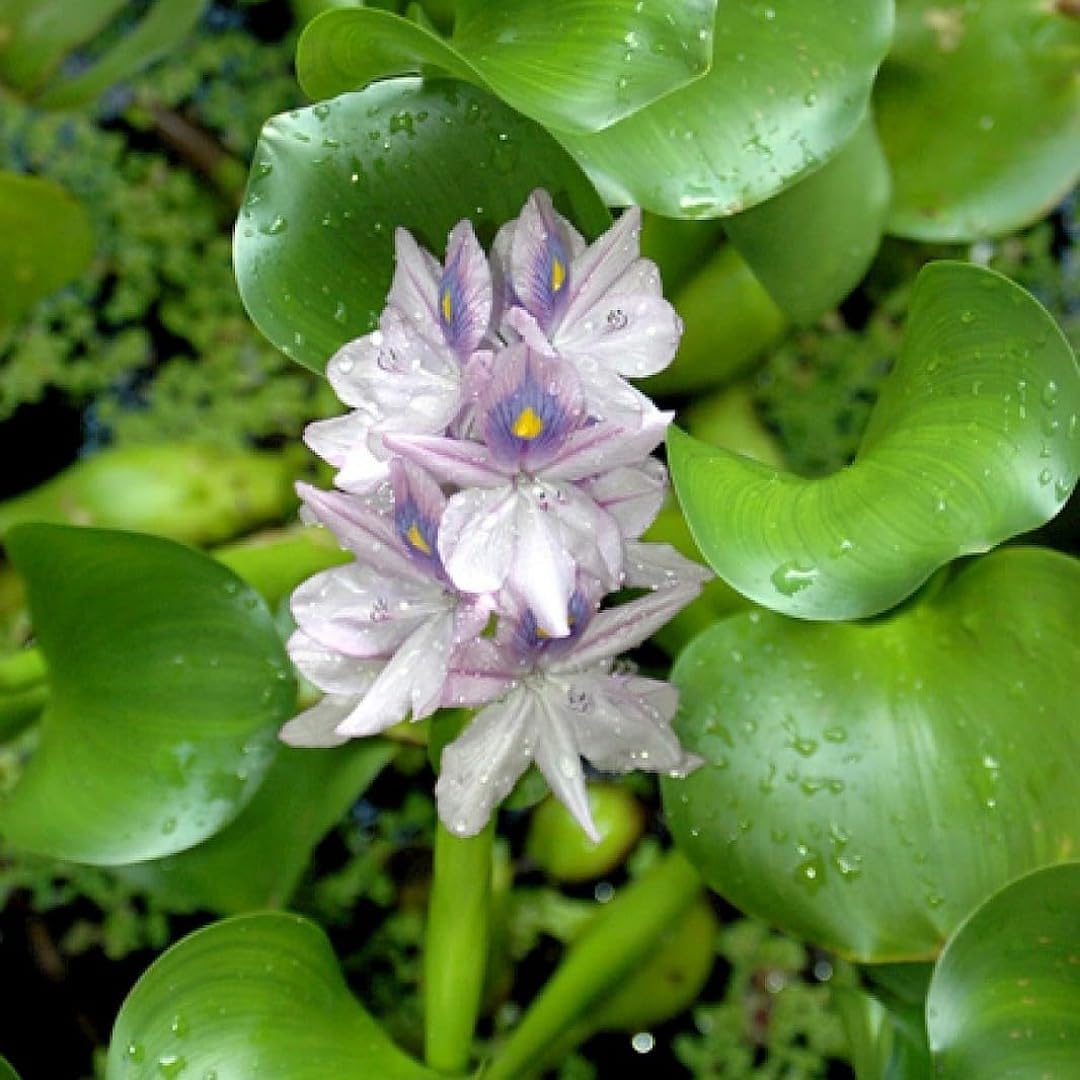 MITU Floating Pond Plant Pond Flower Koi Pond Plants Water Plants Live Plant Pack Off 5-image-36