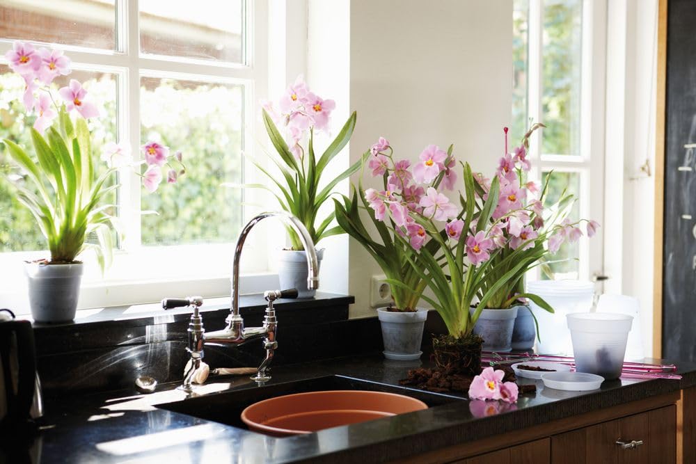 elho Green Basics Orchidee 17cm Blumentopf - Transparent | ∅ 17 x H 15.8 cm