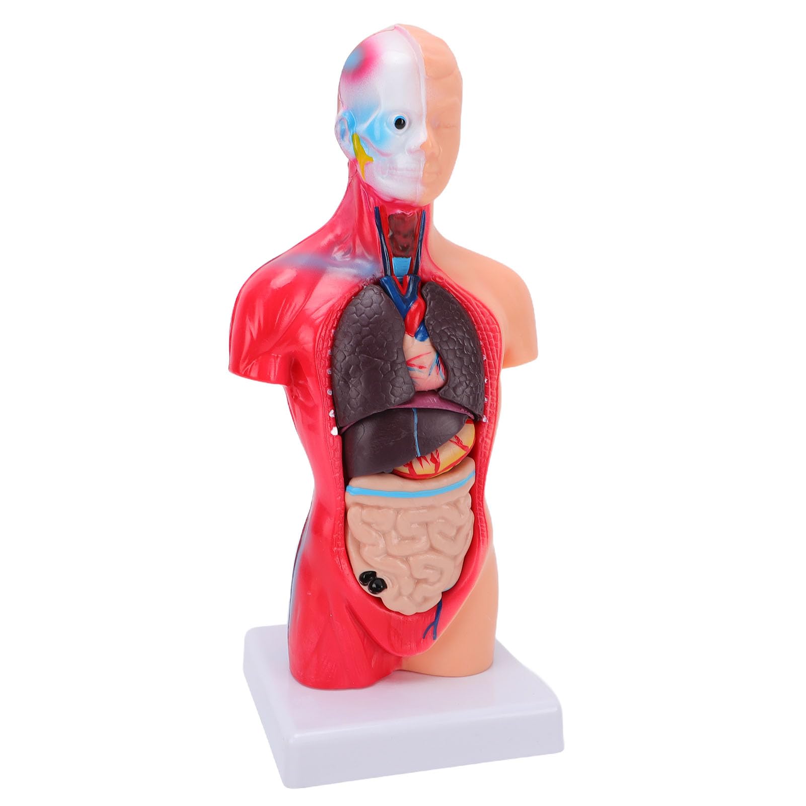 Generic Modelo Interactivo de órgano del Cuerpo Humano con Colores Vibrantes, Juguete Atractivo para Estudiantes de Secundaria y Primaria, Material de PVC